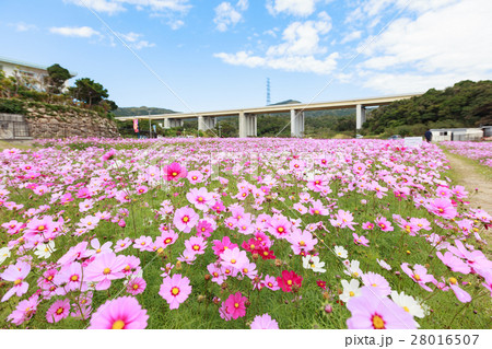 金武町　伊芸区コスモス祭り 28016507