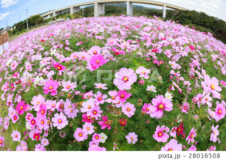 金武町 伊芸区コスモス祭り 金武町 伊芸区コスモス祭り 28016508