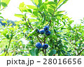 ブルーベリー 28016656
