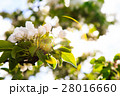 リンゴの花 28016660