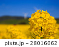 菜の花 28016662