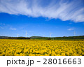 菜の花畑 28016663