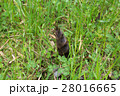 たけのこ 28016665