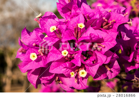 bougainvillea flowers in garden, close-up, view bougainvillea flowers in garden, close-up, view 28016866