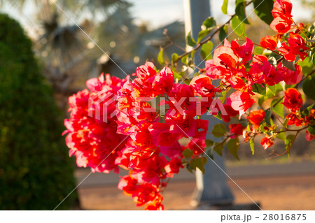 bougainvillea flowers in garden, close-up, view bougainvillea flowers in garden, close-up, view 28016875