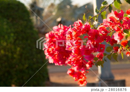 bougainvillea flowers in garden, close-up,  view 28016876