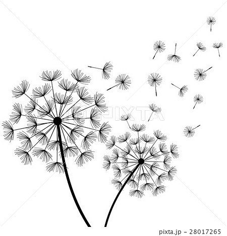 White background, two stylized black dandelions White background, two stylized black dandelions 28017265