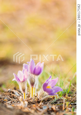 Wild Young Pasqueflower In Early Spring. Flowers Wild Young Pasqueflower In Early Spring. Flowers 28017582