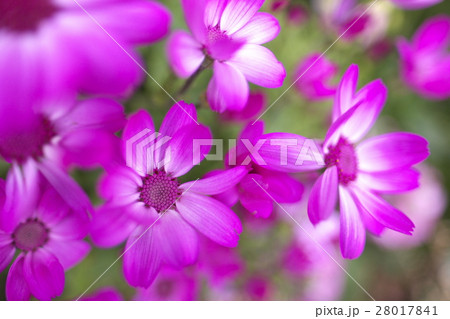 サイネリアの花 28017841