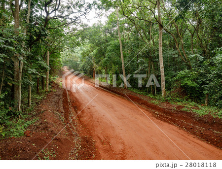 The forest in Uganda with track 28018118