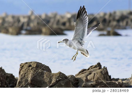 岩場に降り立つカモメ 海鳥 1羽の写真素材