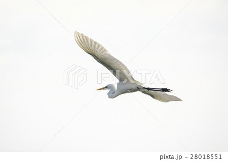大空に羽ばたく白い海鳥　しらさぎ 28018551