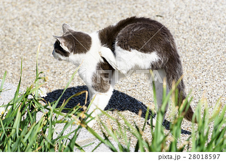 痒くて足で体を掻く野良ネコ 1匹 痒くて足で体を掻く野良ネコ 1匹 28018597