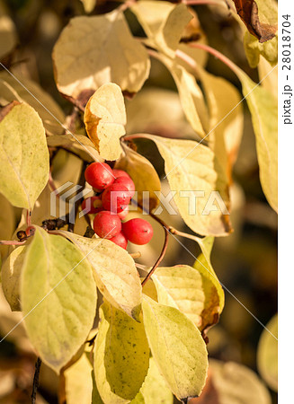 Branch of chinese magnolia vine berries 28018704