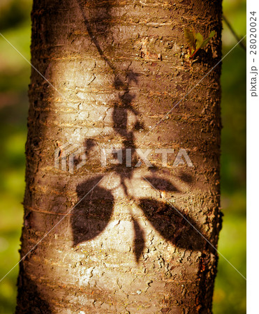 Shadow of blossoming cherry branch Shadow of blossoming cherry branch 28020024