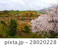 かき畑の春 28020228