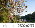 谷合の村に咲く桜 28020233