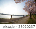 桜咲く古代ため池でジョギング 28020237