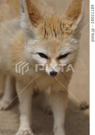 フェネック21 28021189
