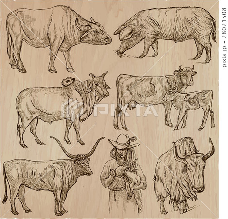 farm animals - hand drawn vector pack, collection. farm animals - hand drawn vector pack, collection. 28021508