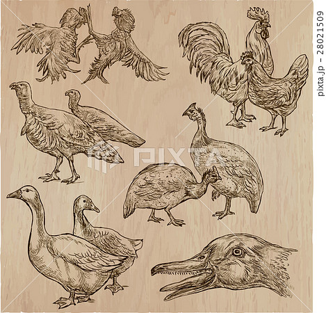 farm animals, birds - hand drawn vector pack. - Stock Illustration  [28021509] - PIXTA
