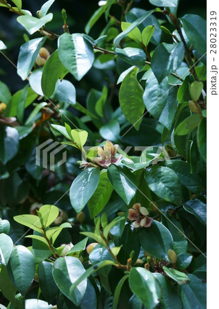 唐種招霊 カラタネオガタマ 花言葉は 甘い誘惑 の写真素材