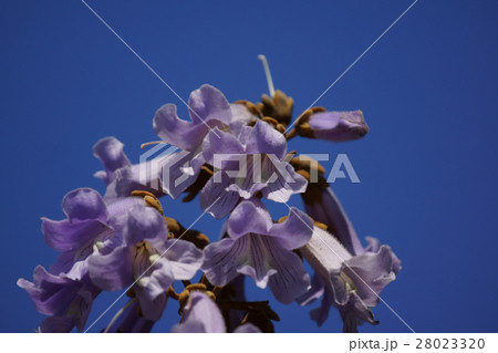 桐の花 花言葉は 高尚 の写真素材