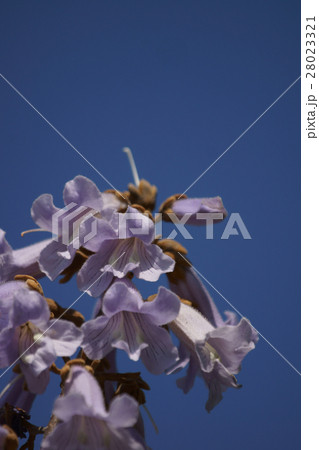 桐の花 花言葉は 高尚 の写真素材