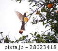 夏ミカンを食べるヒヨドリ 28023418
