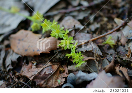 ウリハダカエデの花 28024031