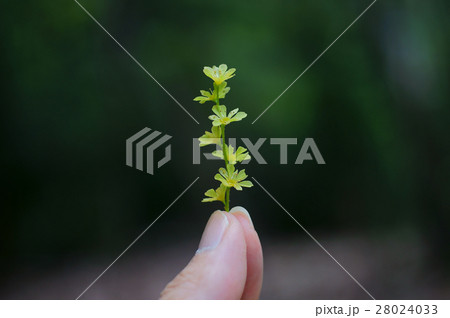 ウリハダカエデの花 ウリハダカエデの花 28024033