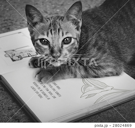 Homeless Cat Playing Book Concept 28024869