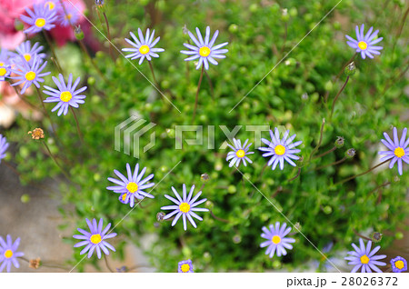 ブルーデイジー ブルーデイジー 28026372