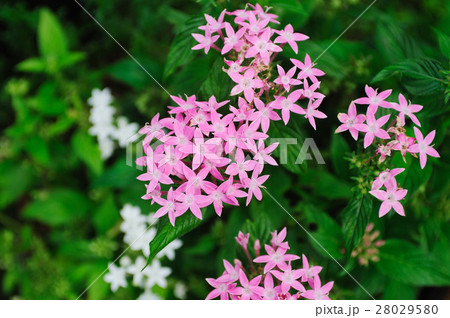 ペンタス ペンタス 28029580