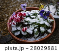雪、ふりはじめる 28029881