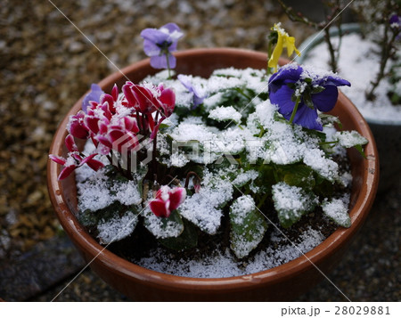 雪、ふりはじめる 雪、ふりはじめる 28029881