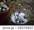 雪、ふりはじめる 28029882