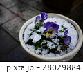 パンジーに雪 28029884