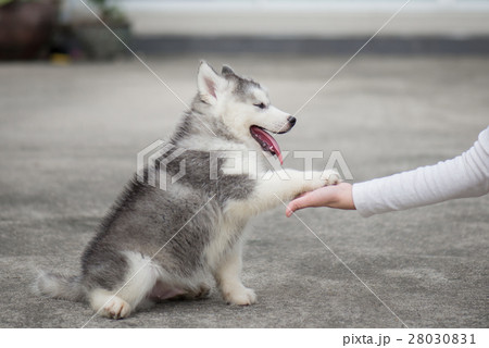puppy  gives paw to human hand puppy  gives paw to human hand 28030831
