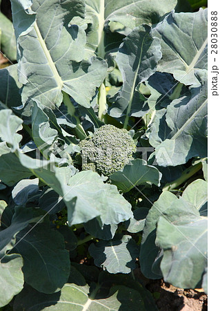 ブロッコリーの畑 28030888