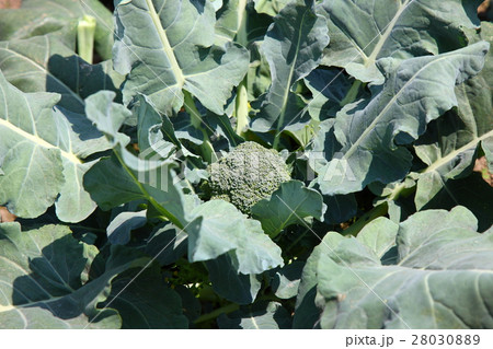 ブロッコリーの畑 28030889