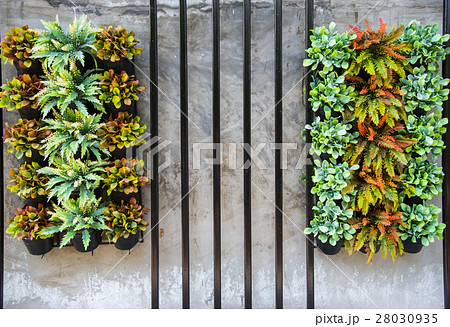 Group of Moist and small tree in a clay pot,small garden decorat Group of Moist and small tree in a clay pot,small garden decorat 28030935