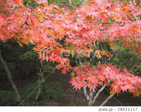 九年庵の紅葉 九年庵の紅葉 28031117