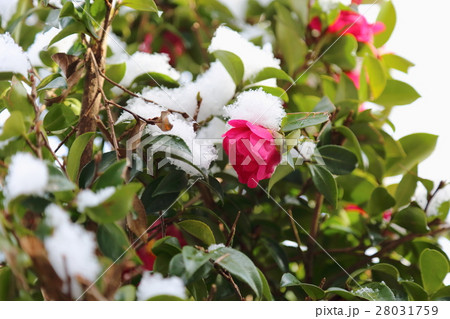 サザンカの花 サザンカの花 28031759