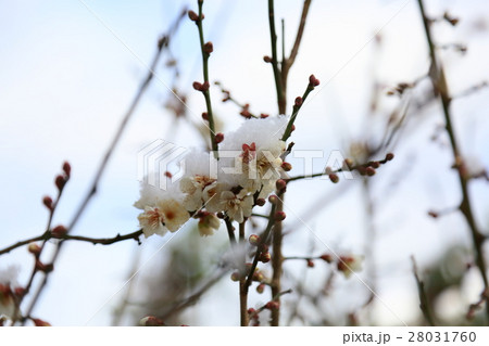 ウメの花 28031760