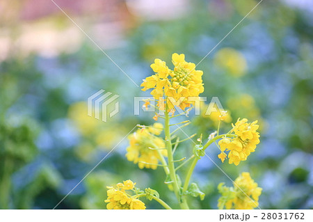 カンザキハナナの花 カンザキハナナの花 28031762