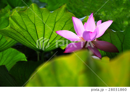 睡蓮 スイレン 水連 28031860
