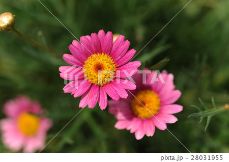 マーガレット 28031955