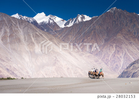 Camel safari at Hundar sand dunes in Nubra Valley 28032153