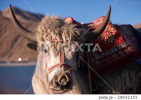 Yak close up, standing at lake       28032155